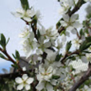 Meet your Posher, Sami